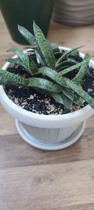 гастерія сукулент  вазон