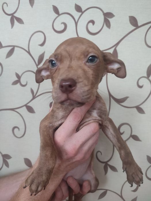 Щенки пит-бультерьера