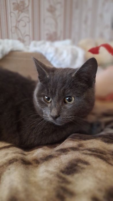 Дівчинка британка у хороші руки!