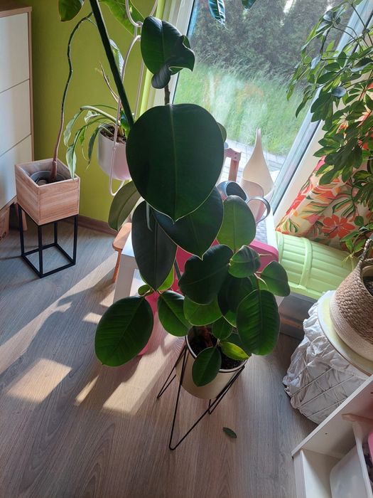 Fikus sprężysty elastica roślina kwiat duży 80 cm