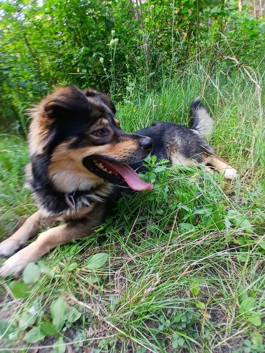 Teddy do adopcji