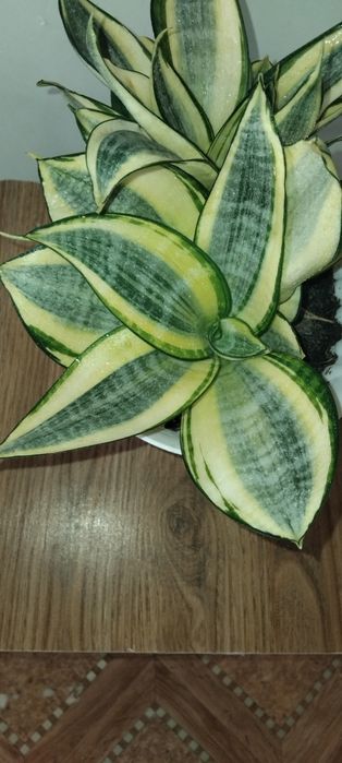 Сансевієрія Блек Корал, Муншайн, ханні Голд, Вітні, Лауренті