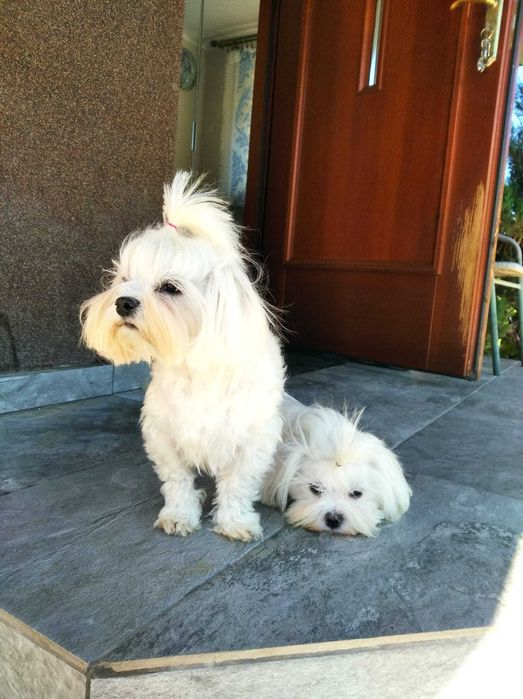 Maltańczyk piesek samiec malutki z Rodowodem Częstochowa