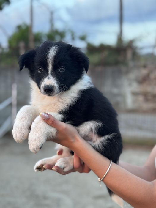 Border Collie TOP