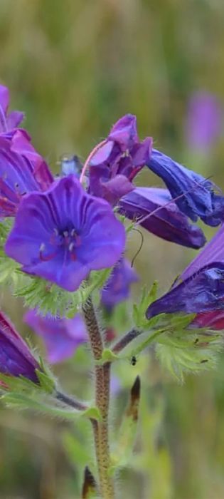 Насіння Синяка подорожникового