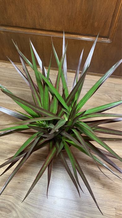 Драцена Маргината (magenta)