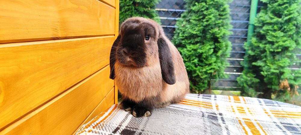 Króliczki rasowe mini lop karzełek baranek miniaturka