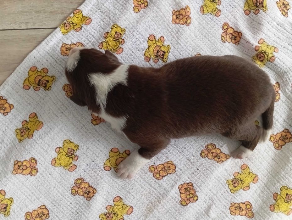 Border Collie z rodowodem