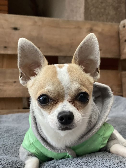 Чихуахуа вязка