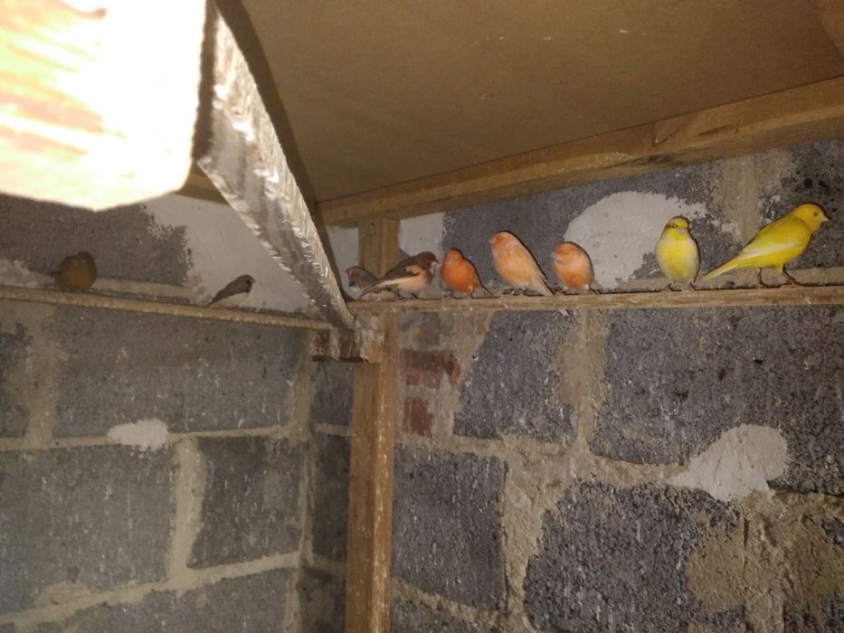 Kanarki kanarek ptaszki