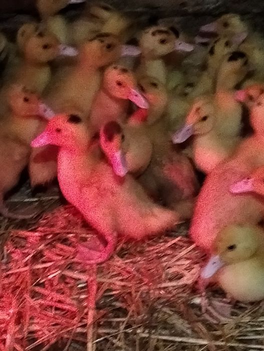 Муларди. Мулатки. Качки