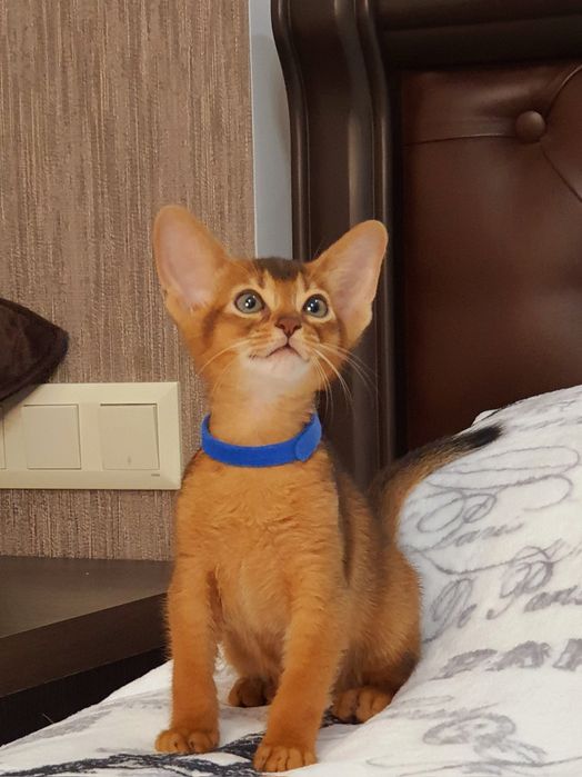 Абиссинский мальчик)