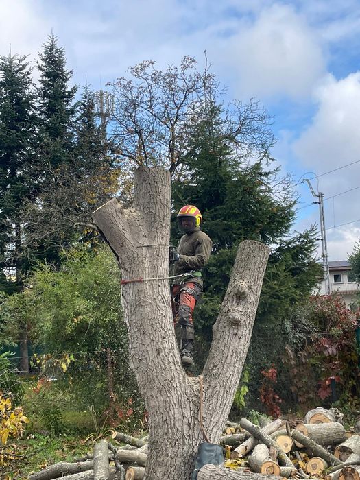 Wycinka drzew/Wyburzenia budynków