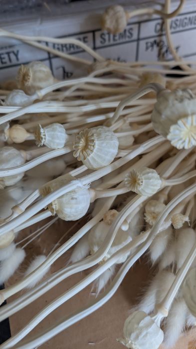 Сухоцвіти (пшениця, лагурус, фалярис)