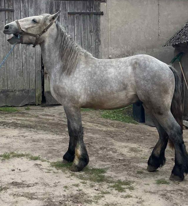 Sprzedam ogiera zimnokrwistego