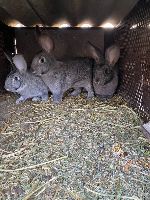 Кролі, молоді кролишки