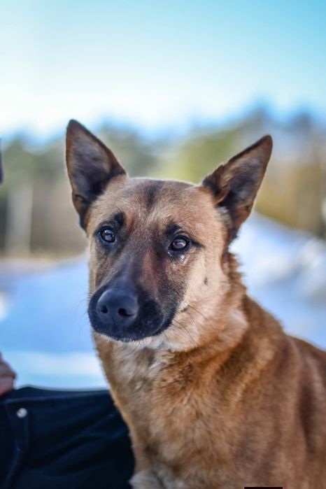Ziomuś kochany psiak do adopcji