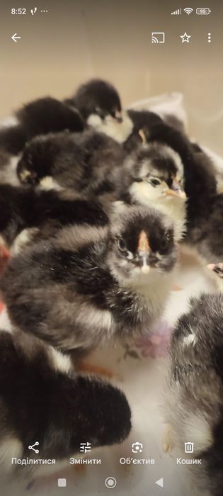 Маран голубо-мідний інкубаційне яйце