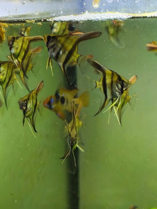 Crias de escalares selecionados