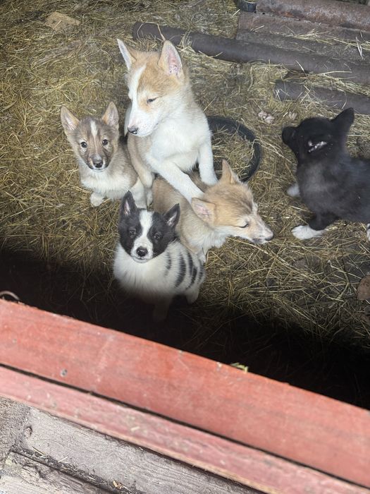 Продам цуценята Лайки