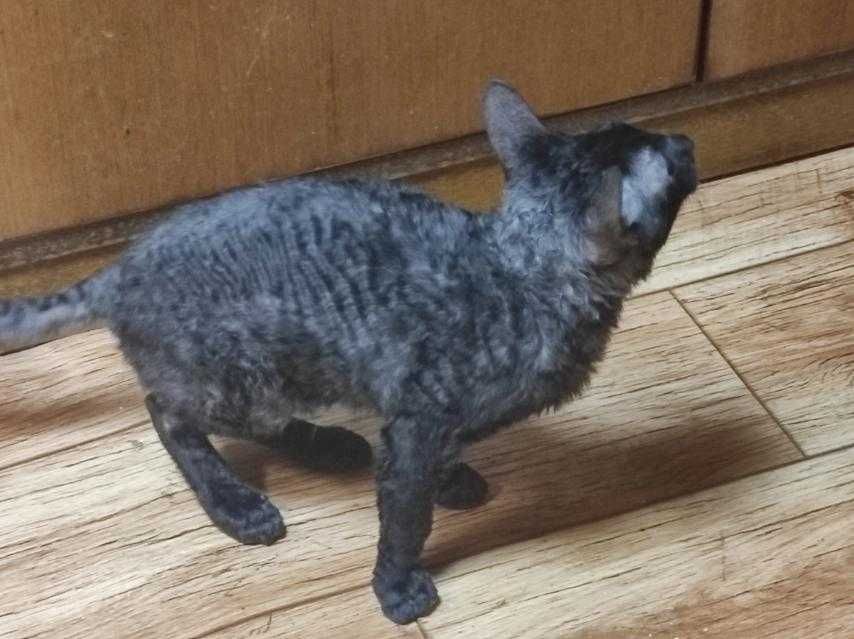 Котёнок корниш рекс
