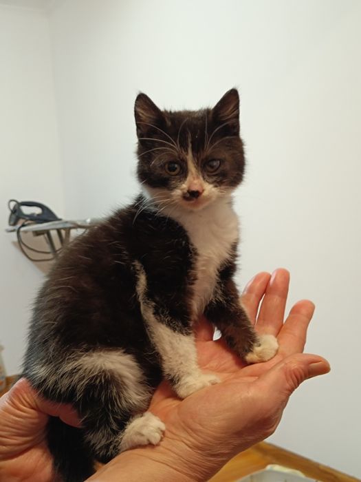 Кошенятко дівчинка шукає люблячу сім'ю