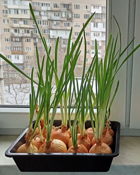 Лук перо , зелена цибуля