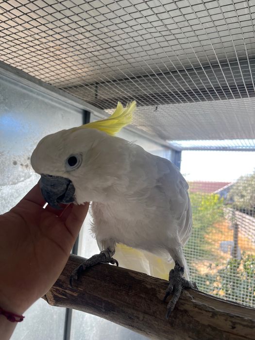 Cacatua galerita eleonora macho adulto manso