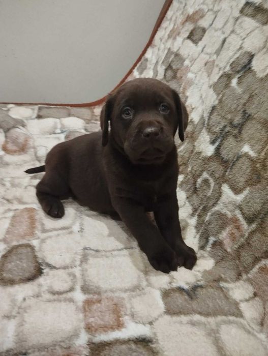 Sprzedam szczenię labradora