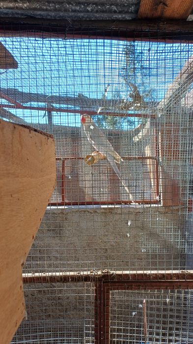 Ring neck  fêmea albina cc portadora de violeta de 2025