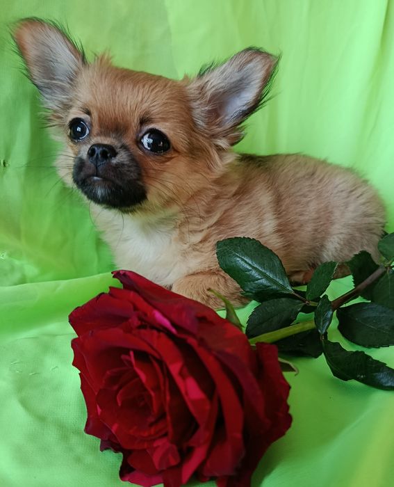 Подарунок закоханим!!!