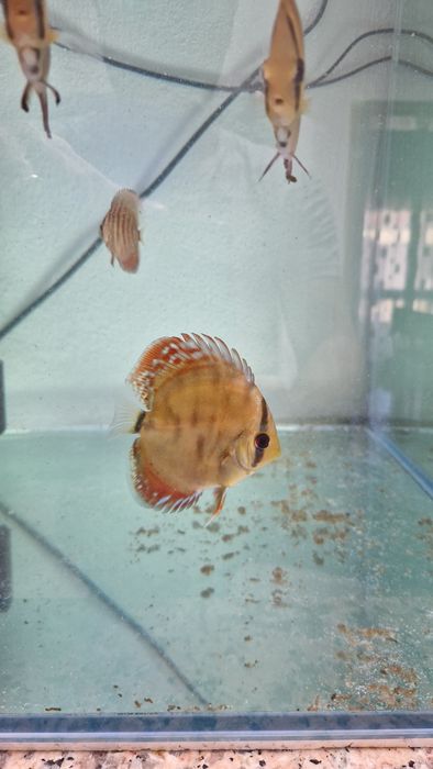 Discus juvenis red cover e turquesa
