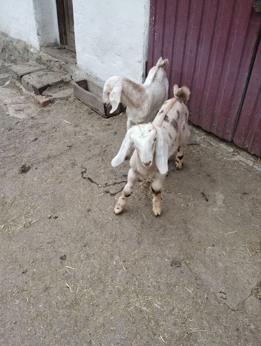 Англонубійські кози та козенята