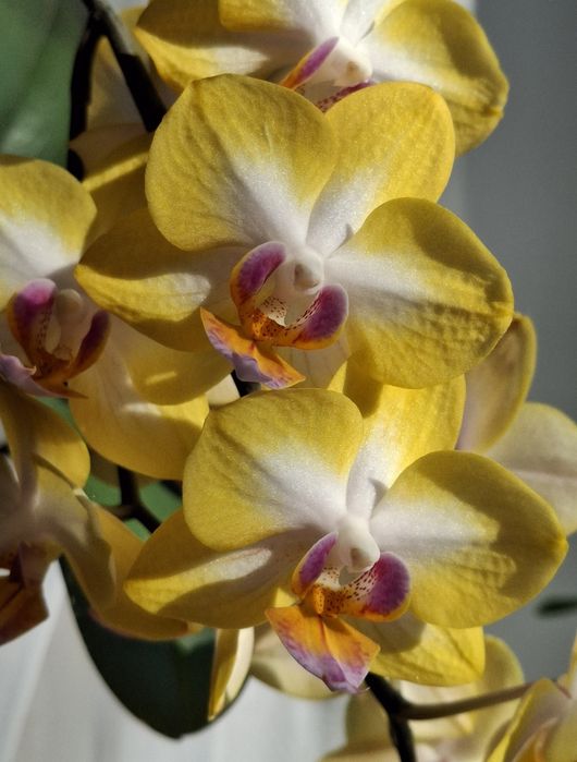 Орхідея фаленопсіс Sweet Girl