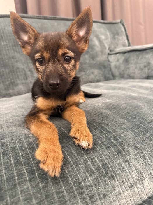 Безкоштовно віддам щеня