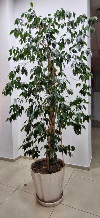 Високі кімнатні квіти