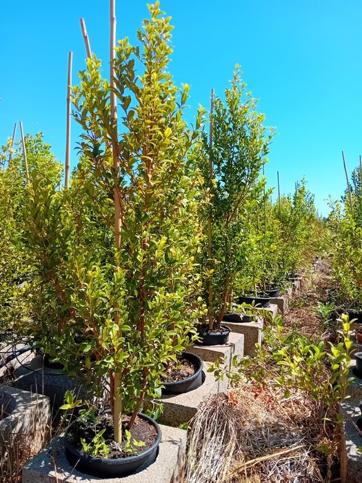 Eugenia mirtifolia
