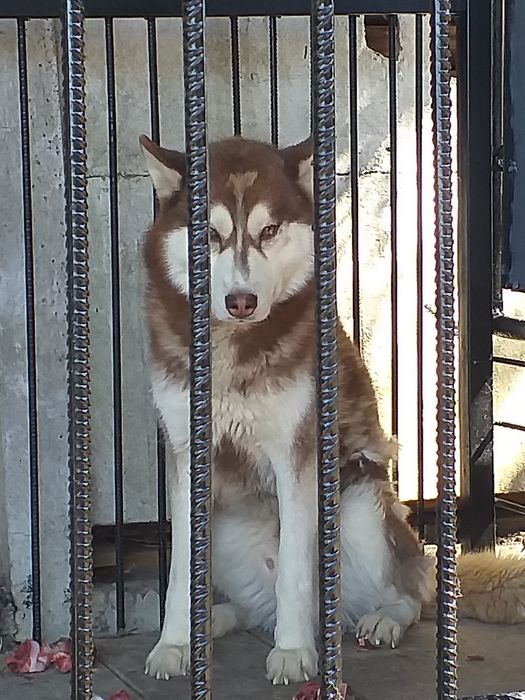 Продається хаскі