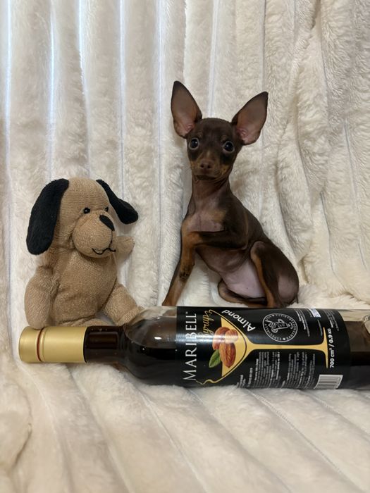 Пропоную міні хлопчика той терʼєра