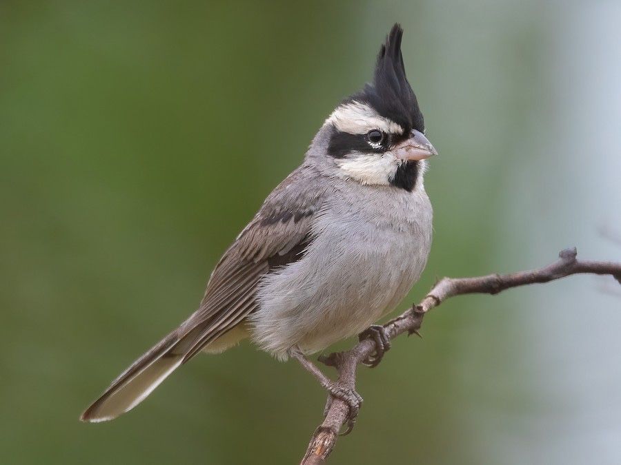 Casal Cardeal Pigmeu