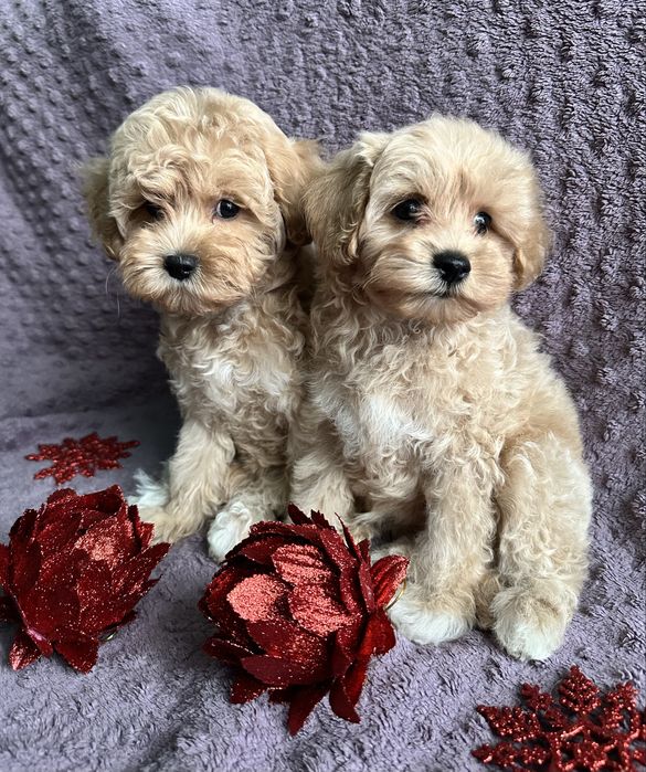 Продам красивые детки мальтипу