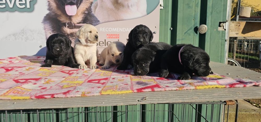 labrador retriever de alta qualidade