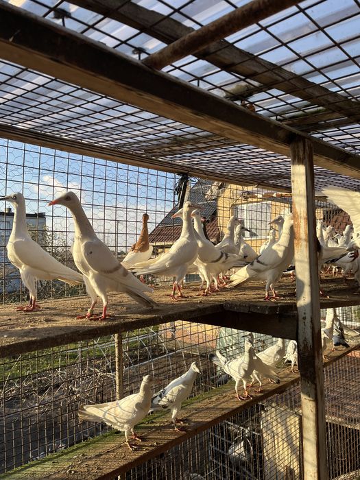 Srebrniak , perlowy nadwyżka  hodowlana