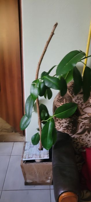 Продам   фикус .