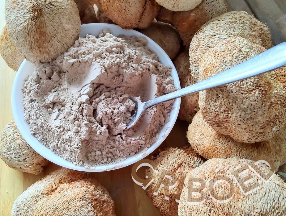 500 грамм. Ежевик гребенчатый - мицелий. Сухой и перемолотый.