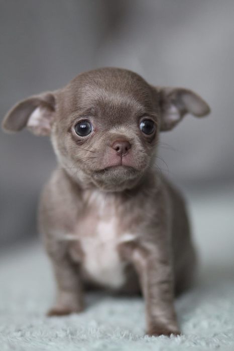 ***Chihuahua liliowa suczka**