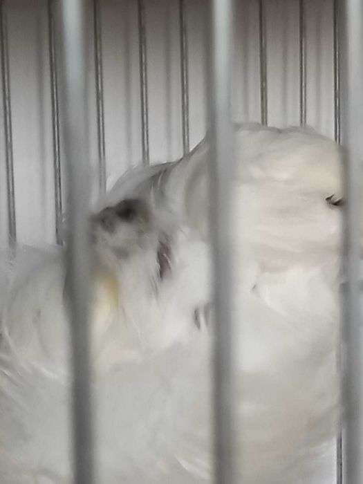 Canarios Frisados Parisienses