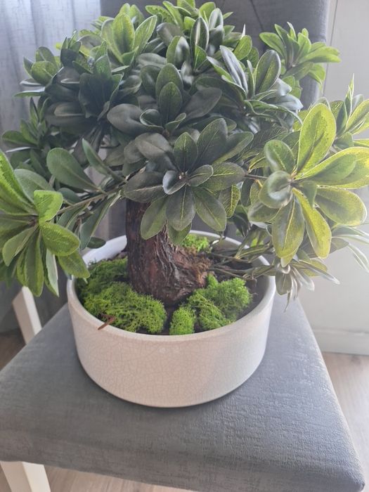 Bonsai ficus com folhagem artificial e tronco verdadeiro