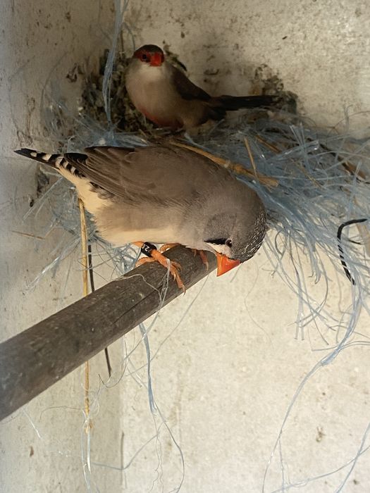 Vendo femea mandarim