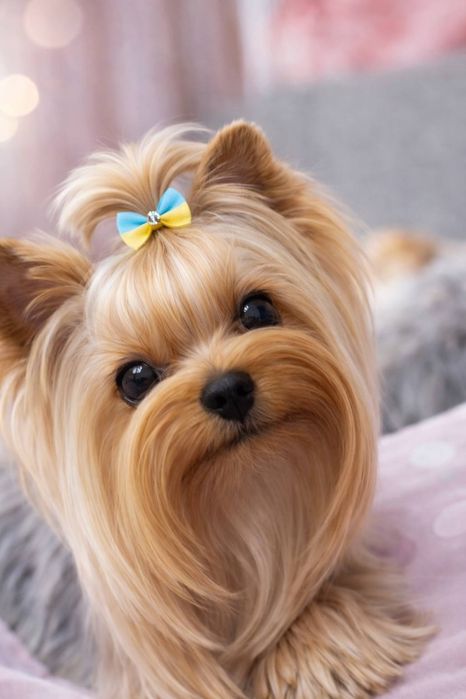 Йоркширский терьер щенки